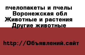 пчелопакеты и пчелы - Воронежская обл. Животные и растения » Другие животные   